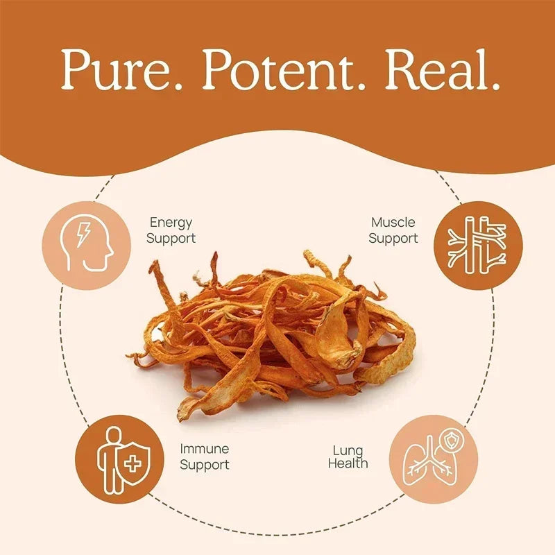 Cordyceps Capsules - Contains Organic Cordyceps Militaris To Support Immune Health, Boost Energy and Maintain Vitality, Non-GMO